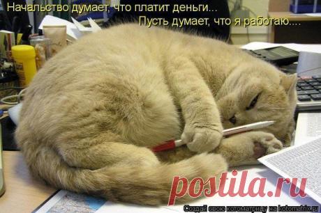 ♥≈Ω≈♥ ஐЛюбовь и нежностьஐ♥≈Ω≈♥ (Kошки)