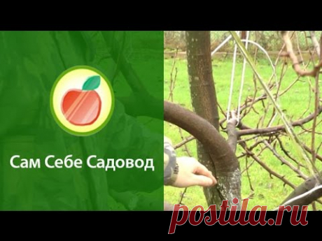 Формирование кроны груши - YouTube