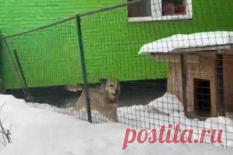 Пса Филю вернули в детский сад в Химках. Администрация обещала построить для хвостатого сотрудника новую будку.