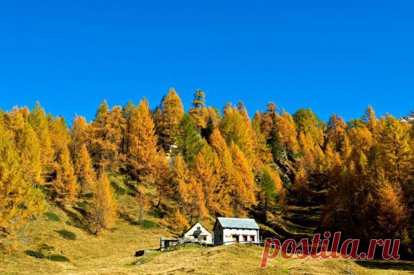 Минэкономразвития амнистирует недвижимость на лесных землях :: РБК Недвижимость
