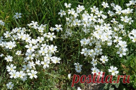 Ясколка. Выращивание и уход