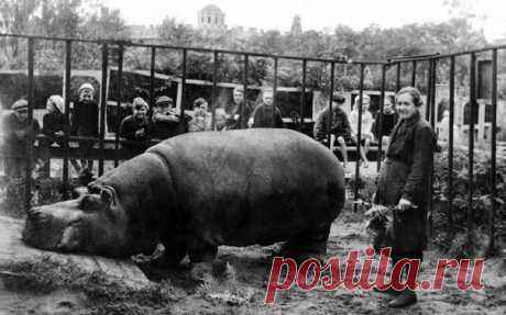 И в страшные годы блокады Ленинграда, когда люди массово гибли от холода и голода, нашлись энтузиасты, которые, не жалея себя, пытались спасти несчастных животных Ленинградского зоопарка