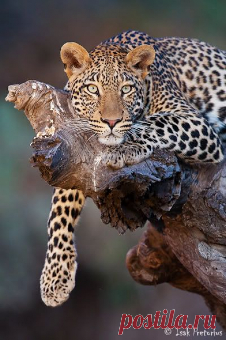 Leopard Stare, Mashatu Game Reserve, Botswana by Isak Pretorius  |  Pinterest: инструмент для поиска и хранения интересных идей