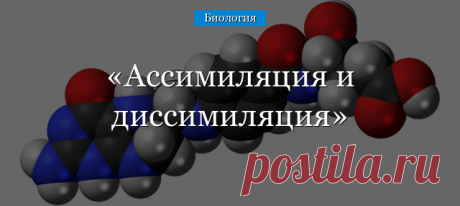 Ассимиляция и диссимиляция Процесс превращения внешних веществ в энергию и совокупность реакций, в результате которых образуются сложные органические вещества, необходимые для жизнедеятельности организма, называется метаболизмом или обменом веществ. Основные процессы...