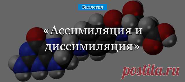 Ассимиляция и диссимиляция Процесс превращения внешних веществ в энергию и совокупность реакций, в результате которых образуются сложные органические вещества, необходимые для жизнедеятельности организма, называется метаболизмом или обменом веществ. Основные процессы...