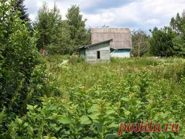 КАК ВОССТАНОВИТЬ ЗАБРОШЕННЫЙ УЧАСТОК?