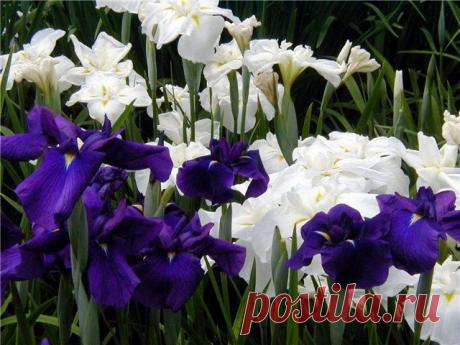 Прекрасные ирисы..