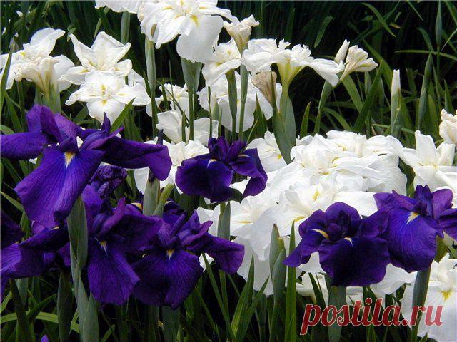 Прекрасные ирисы..