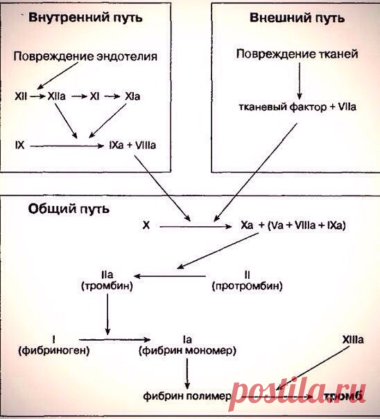 Основы гемостаза / Удивительная еда!