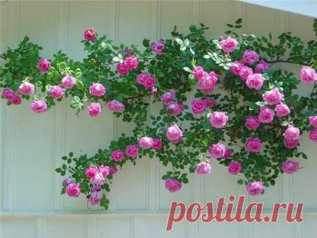 6 ошибок в выращивании роз на даче