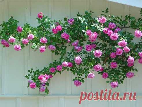 6 ошибок в выращивании роз на даче