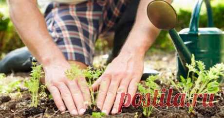 Как получить хороший урожай на огороде: золотые правила дачников — Дачный участок