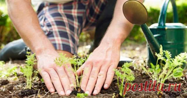 Как получить хороший урожай на огороде: золотые правила дачников — Дачный участок