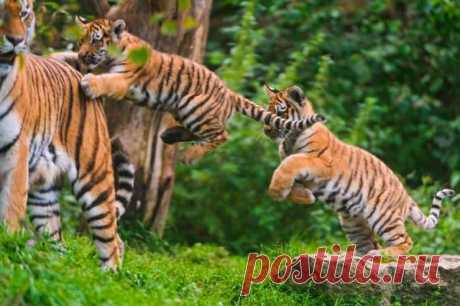 50 милых фотографий животных и их детенышей
