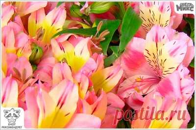 Лариса Косолапова - 40 лет на Мой Мир@Mail.ru