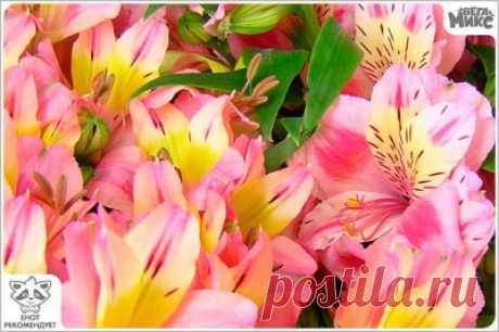 Лариса Косолапова - 40 лет на Мой Мир@Mail.ru