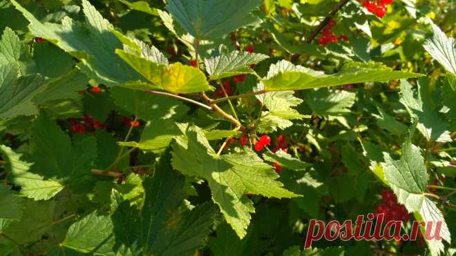 Решила пригласить активных читателей опубликовать свою статью в моём блоге, рассказываю подробно об условиях публикации | Тётушка ЛЮЛЮ | Яндекс Дзен