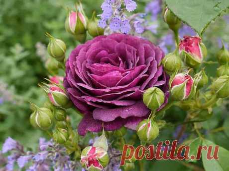 роза