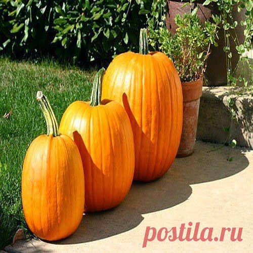 Тыква – осеннее солнышко | Друг пенсионера
Считается, что победное шествие тыквы по всему миру началось из Центральной и Юж­ной Америки. А ученые, занимающиеся разъяс­нением и истолкованием Библии, утверждают, что тыква исконно росла на Святой земле, по­скольку упомянута в Ветхом Завете.