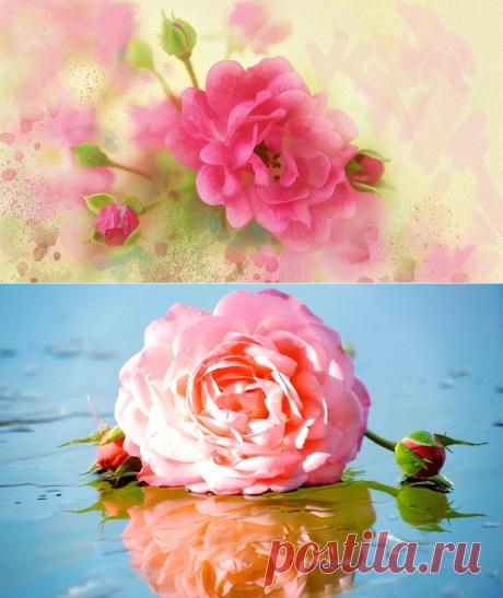 цветочные фоны