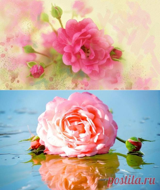 цветочные фоны