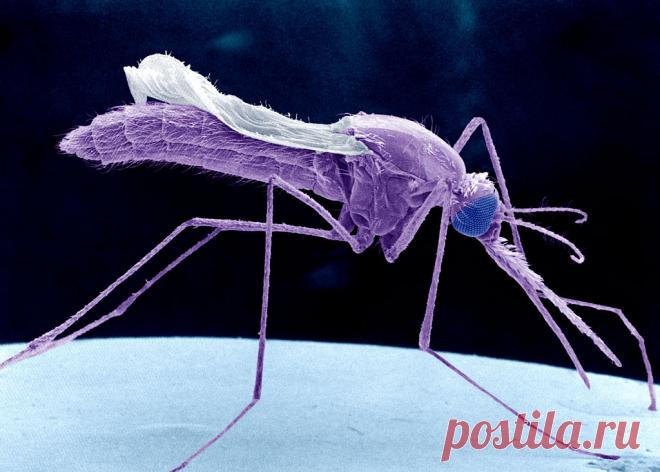 ЖУЖЖАЩИЕ В ТЕМНОТЕ