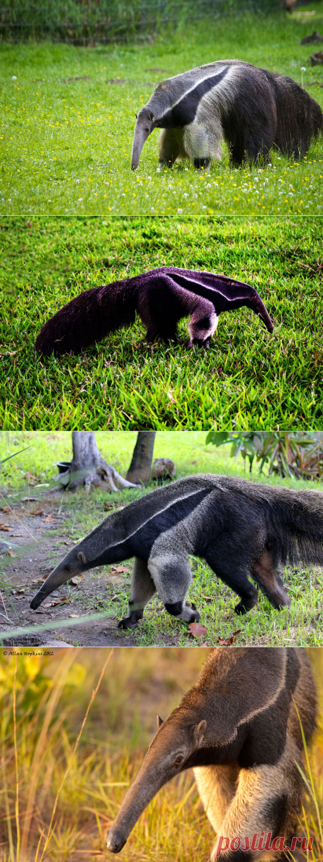 Самые необычные животные в мире (часть 30)