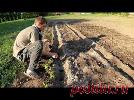 Посадка помидор без лишних хлопот урожай просто супер