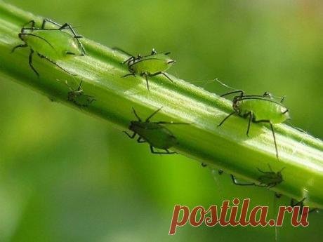 МОЙ САД |Дача, загородный дом, огород, растения