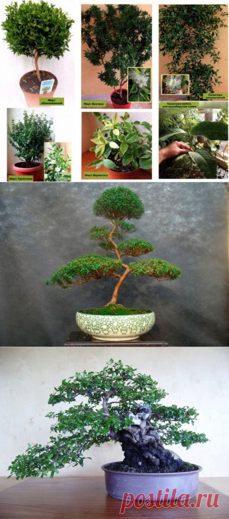 Мирт (миртовое дерево)