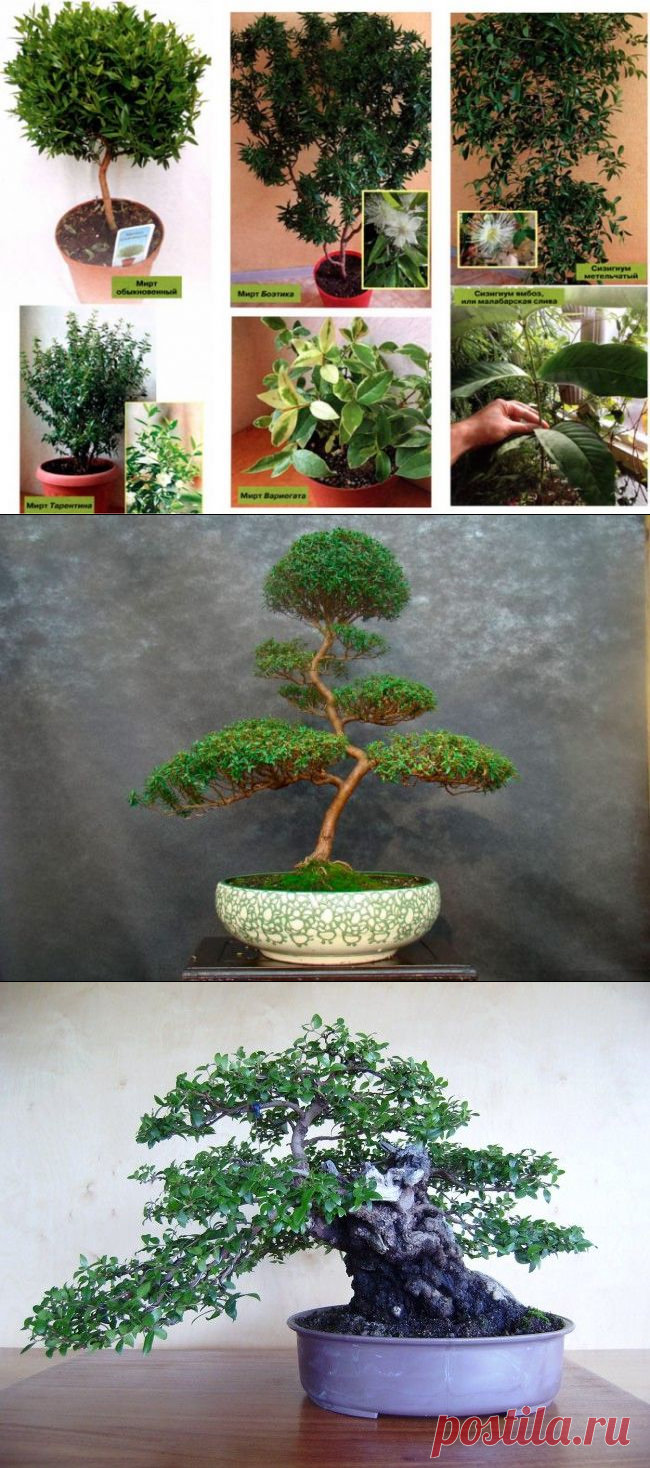 Мирт (миртовое дерево)