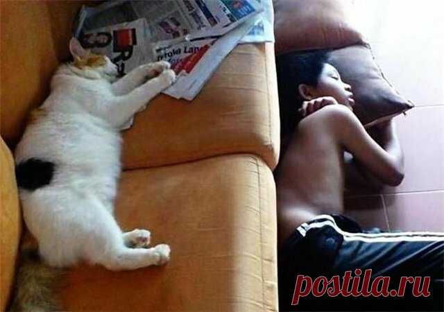 В объективе - смешные котики: улучшайзер настроения в каждом кадре! | 😺 ПетКлаб | Яндекс Дзен