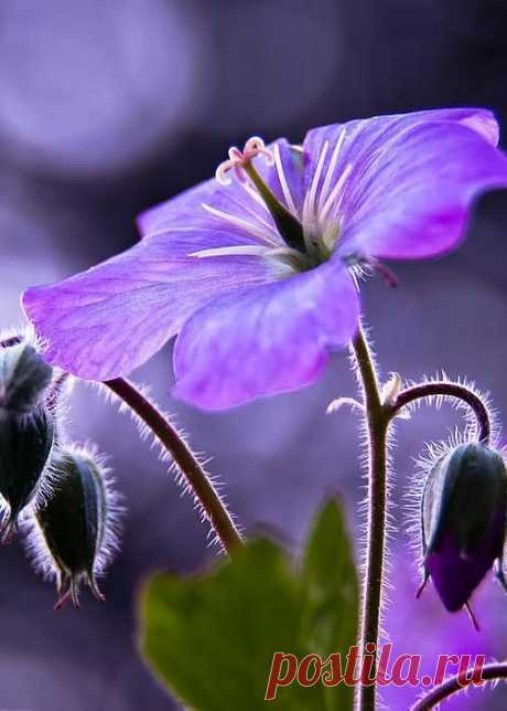 Symphony of Light Greeting Card for Sale by Neil Shapiro