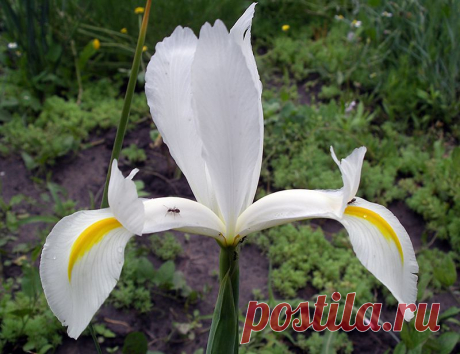 ирисы фотографии - 173 тыс. картинок. Поиск@Mail.Ru