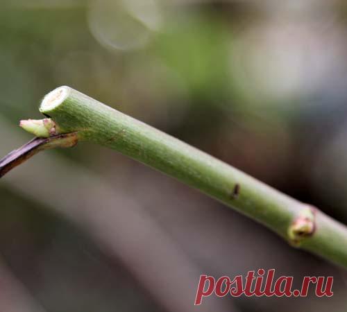 Вестник садовода - ЛЮБИМ РОЗЫ, РЕЖЕМ ЛОЗЫ (С ВИДЕО)