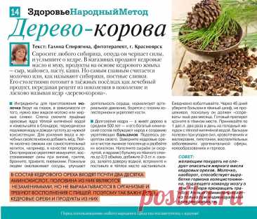 Кедр - дерево-корова