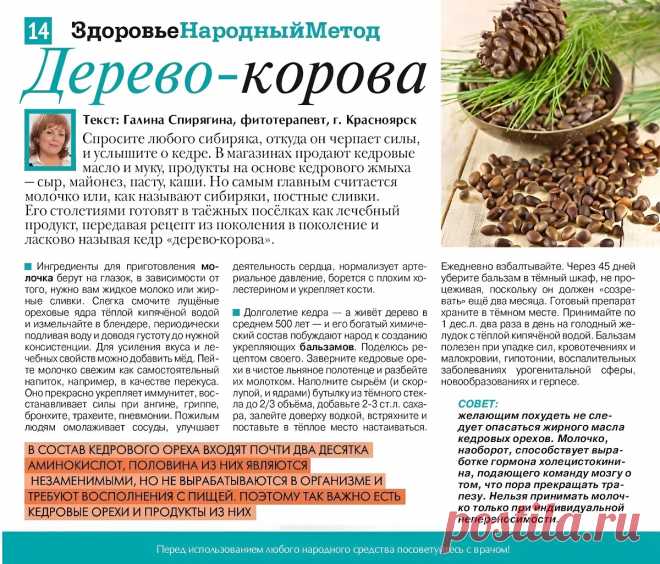 Кедр - дерево-корова