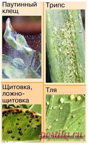 4 самых распространенных вредителя комнатных растений (фото, описание борьбы) | Сайт о саде, даче и комнатных растениях.