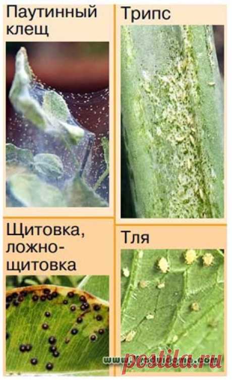 4 самых распространенных вредителя комнатных растений (фото, описание борьбы) | Сайт о саде, даче и комнатных растениях.