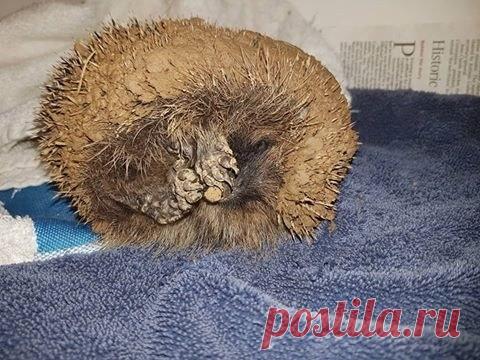 ВЕТЕРИНАРЫ ДО СИХ ПОР УЛЫБАЮТСЯ, ВСПОМИНАЯ, КАК ВСЁ НАЧИНАЛОСЬ... Диковинный случай произошёл две недели назад в Англии. Ветеринары до сих пор улыбаются, вспоминая, как всё начиналось!

В клинику помощи животным Brent Lodge Wildlife Hospital обратились добрые люди, принеся с собой странную находку. Когда они выложили на стол бесформенный комок подозрительного ко