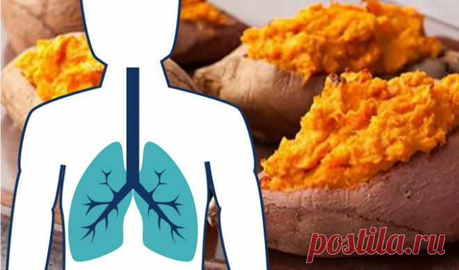 Сладкий картофель для бывших курильщиков: доказано, что он борется с эмфиземой и ростом рака легких - Интересный блог Невероятно полезно! Сладкий картофель довольно популярен среди фанатов фитнеса и здорового питания. Помимо того, что он обладает множеством полезных