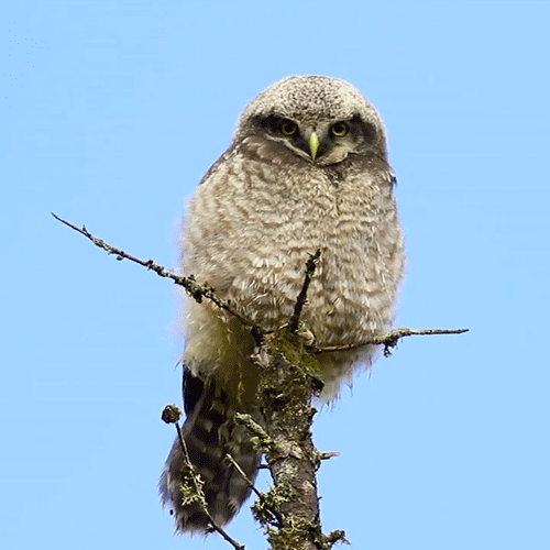 belles images animaux - Page 50