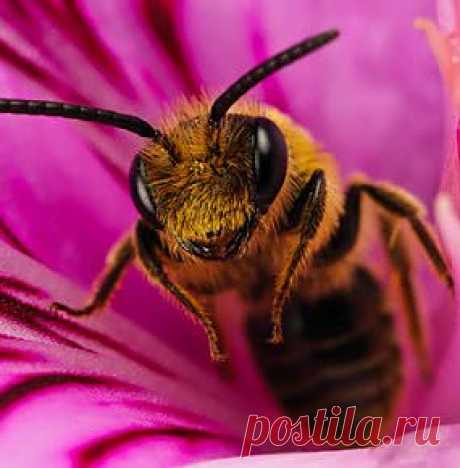 Мёд, или какие сказки нам рассказывают на рынке. Часть1 | Блог АпиЛеди