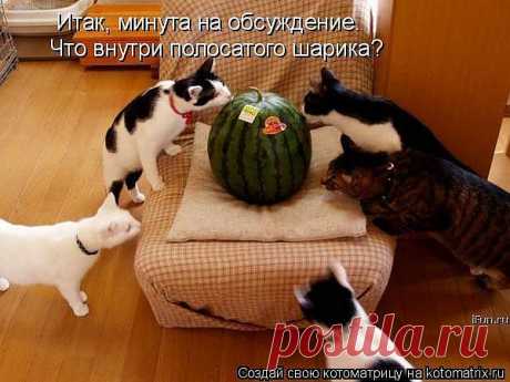 Новые члены клуба Что? Где? Когда?