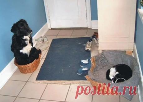 Когда наглость - твое второе имя