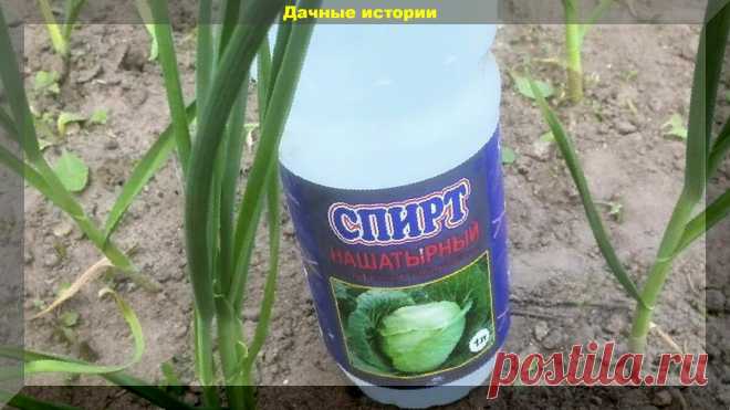 Очень действенные, но при этом абсолютно безопасные, способы борьбы с крестоцветной блошкой. | Дачные истории | Яндекс Дзен