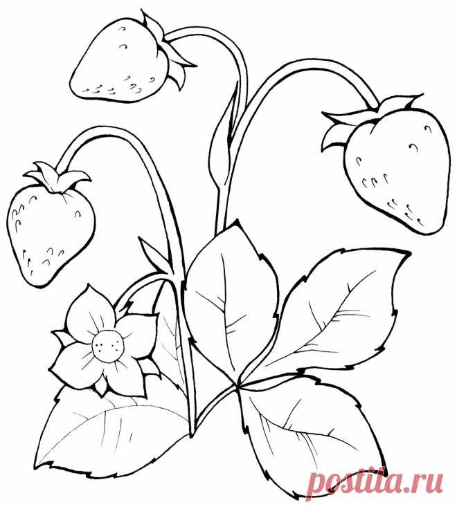 Раскраски ягод скачать или распечатать