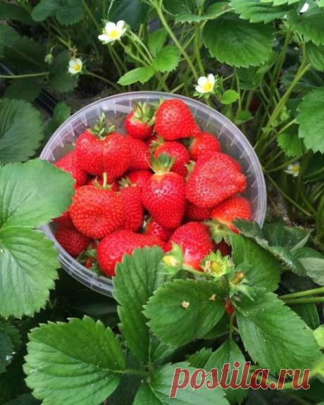 ЗЕМЛЯНИКА ОТКАЗЫВАЕТСЯ ЦВЕСТИ?