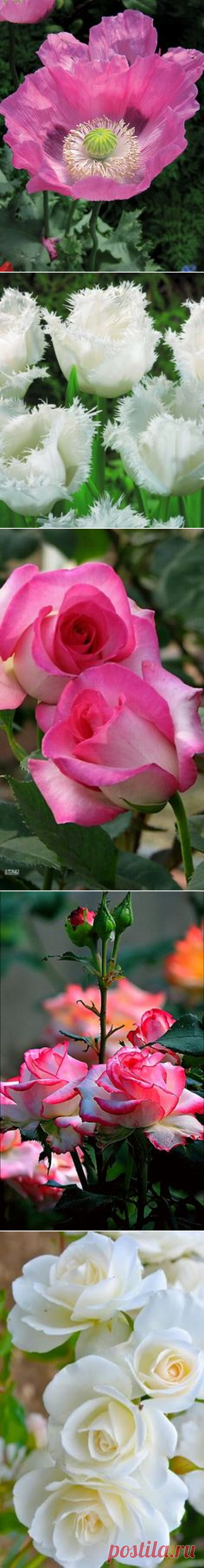 (75) Pinterest • Всемирный каталог идей