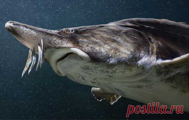 A rare Beluga Sturgeon as depicted by Tim Flach in Endangered. on elrey delmundo | Trello